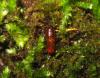 Phaonia palpata